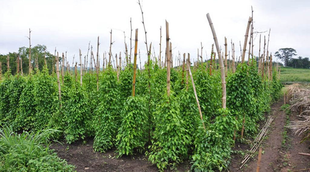 Tomato plants