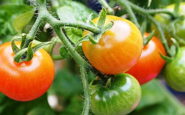 Tips for Growing Tomatoes In Your Garden