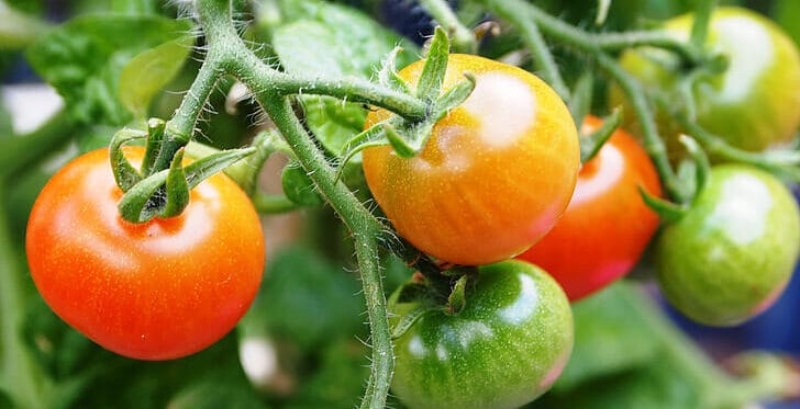 tomato-fruit-plant-growth-preview