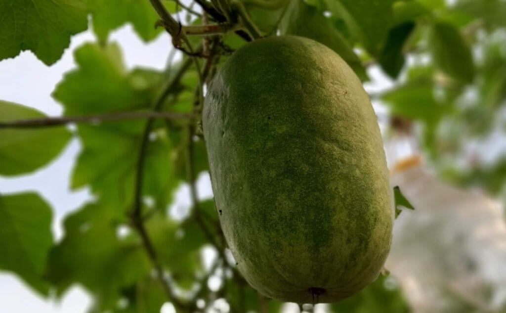 My recent harvest - plant-media - winter melon