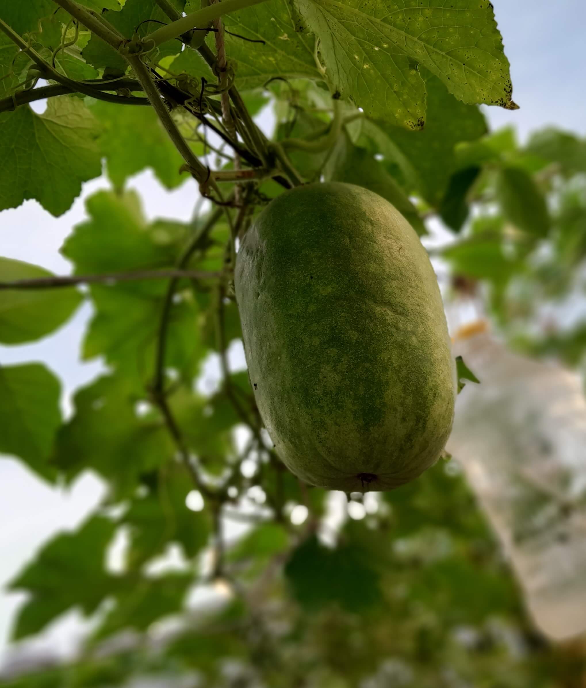 My recent harvest - plant-media - winter melon