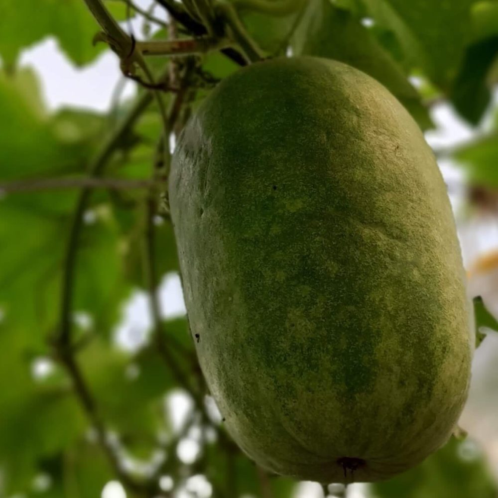 My recent harvest - plant-media - winter melon